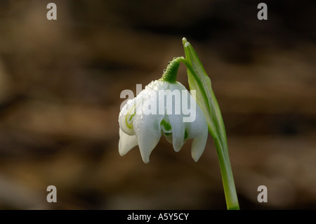 Étude Macro de la rosée couverts Snowdrop Lee Valley Park Février 2007 Banque D'Images