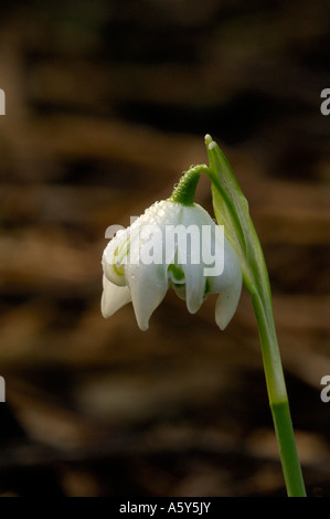 Étude Macro de la rosée couverts Snowdrop Lee Valley Park Février 2007 Banque D'Images