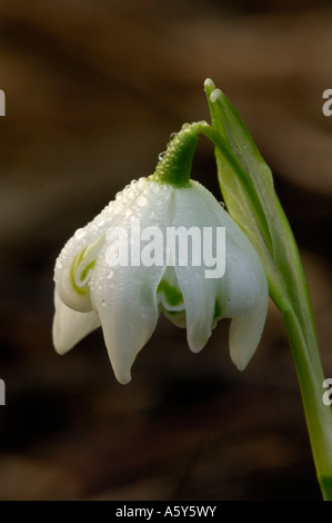 Étude Macro de la rosée couverts Snowdrop Lee Valley Park Février 2007 Banque D'Images