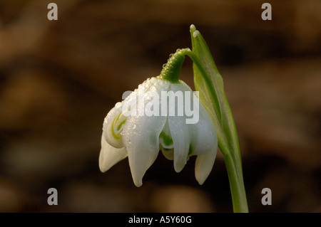 Étude Macro de la rosée couverts Snowdrop Lee Valley Park Février 2007 Banque D'Images