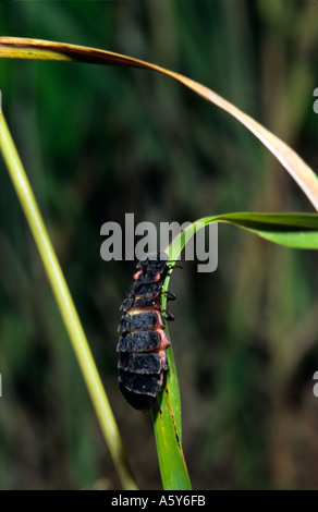Glow Worm femail (Lampyris noctiluca) assis sur tige d'herbe chicksands bedfordshire bois Banque D'Images