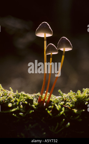 Beau groupe de Mycena sur waresley rétroéclairé journal moussue cambridgeshire bois Banque D'Images