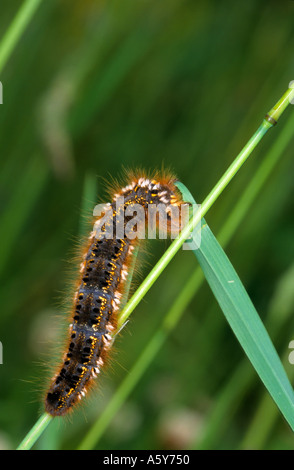 Euthrix potatoria le Buveur des larves qui s'alimentent sur herbe bedfordshire potton Banque D'Images