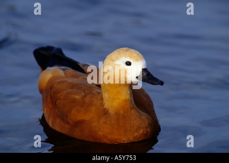 Tadorne Casarca ferruginea norfolk sur l'eau Banque D'Images