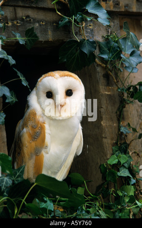 Effraie des clochers Tyto alba à l'ancienne grange avec fenêtre surround ivy bedfordshire bedford Banque D'Images