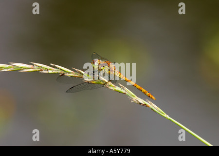 Sympetrum striolatum dard commun sur l'Herbe" par Pond potton bedfordshire Banque D'Images