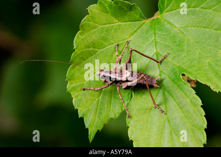 Pholidoptera griseoaptera Cricket Bush sombre debout sur la feuille d'or hop bedfordshire potton Banque D'Images