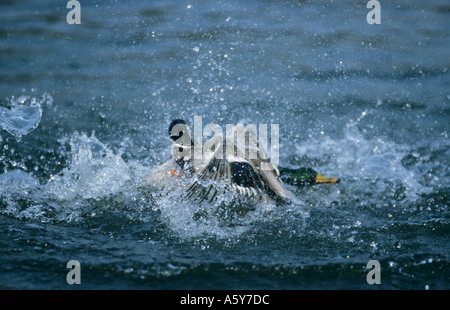 Drake le colvert Anas platyrhnchos combats dans l'eau welney Norfolk Banque D'Images