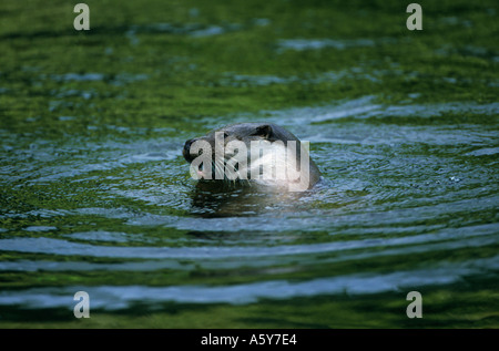 Lutra lutra loutre jouant dans l'eau bungay Banque D'Images