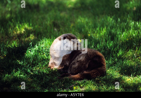 Otter Lutra lutra portant sur grass river bank bungay Banque D'Images