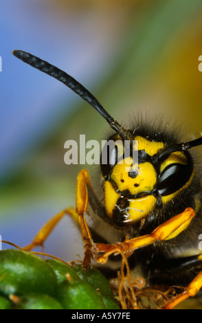 Guêpe Vespula germanica allemand gros plan du visage montrant les marquages Banque D'Images