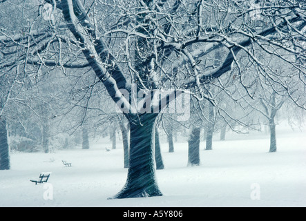 Rare Tempête, Hampstead Heath, Londres, Angleterre Banque D'Images