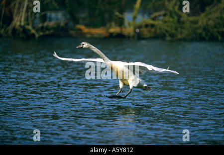 Cygne tuberculé Cygnus olor pieds sur terre en venant de St Albans dans le Hertfordshire Banque D'Images