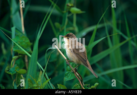 Reed (Acrocephalus scirpaceus) perchés dans roselière welney Norfolk Banque D'Images