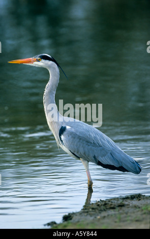 Héron cendré (Ardea cinerea) alerte permanent par la pêche en lac Verulanium Park St Albans dans le Hertfordshire Banque D'Images