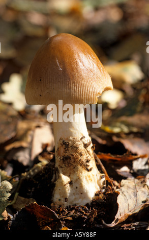 Grisette fauve (Amanita fulva) dans la litière de bois gamlingay Banque D'Images