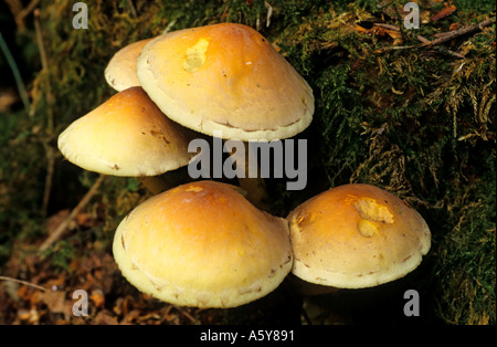 Belle touffe de touffe Hypholoma fasciculare soufre croissant sur moignon mort bedfordshire potton Banque D'Images