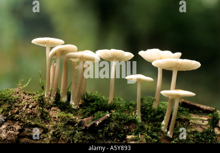 Beau groupe de Mycena sur journal d'waresley cambrifgeshire bois pourri Banque D'Images