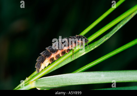 Glow Worm Femail Lampyris noctiluca sur tige d'herbe chicksands bedfordshire bois rougeoyant Banque D'Images