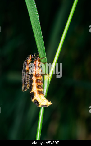 Glow Worm Lampyris noctiluca femelle brillants d'homme assis sur son dos prête à s'accoupler chicksands bedfordshire bois Banque D'Images