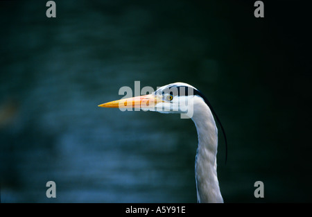 Héron cendré Ardea cinerea close up de la tête et du cou à Verulamium park alerte St Albans Banque D'Images
