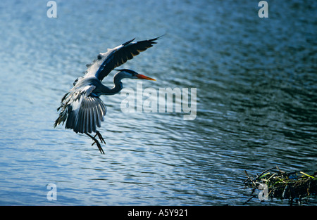 Héron cendré Ardea cinerea avec ailes déployées et les pieds vers le bas entrée en terre Verulamium Park St Albans Banque D'Images