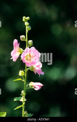 Hollyhock Alcea rosea dans jardin avec fond sombre bedfordshire potton Banque D'Images