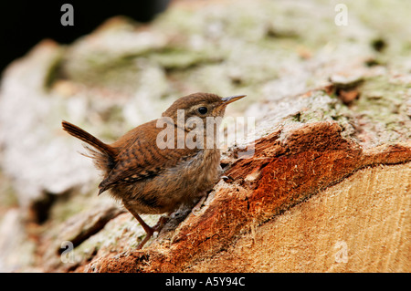 Le Troglodyte mignon Troglodytes troglodytes perchés sur se connecter à alerte avec queue de haut potton bedfordshire Banque D'Images