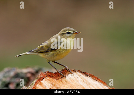 Phylloscopus collybita « récent perché sur se connecter à fond diffus avec alerte bedfordshire potton Banque D'Images