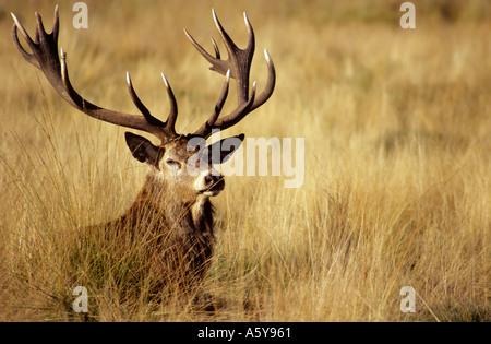 Red Deer (Cervus elaphus) Stag Laying in grass à Richmond Park alerte londres Banque D'Images