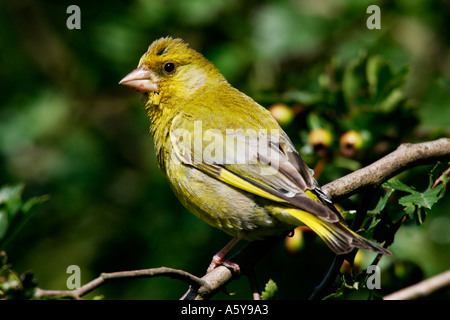 Verdier Carduelis chloris perché sur des rameaux d'aubépine à potton alerte bedfordshire Banque D'Images