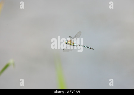 Le sud de Hawker Aeshna cyanea dans bedfordshire bedford priory park Vol Banque D'Images