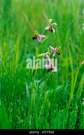 L'orchidée abeille Ophrys apifera fleur poussant dans les prairies des bggleswade industrial estate bedfordshire Banque D'Images