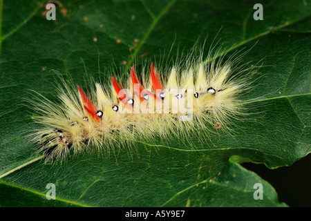 Espèce de sycomore Acronicta aceris des larves qui s'alimentent sur les feuilles de sycomore bedfordshire potton Banque D'Images