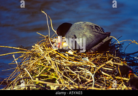 Foulque macroule (Fulica atra) sur son nid Oeufs Tendance St Albans park hertfordshire Banque D'Images