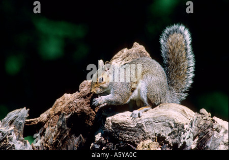 Écureuil gris (Neosciurus carolinensis) manger l'écrou sur le journal avec queue de haut lee valley country park hertfordshire Banque D'Images