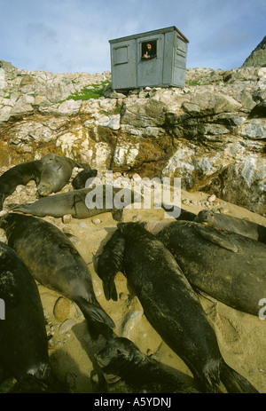California USA, Farallon Islands National Wildlife Refuge, chercheur Jack Swenson éléphant études Banque D'Images
