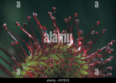 Close-up of Common rossolis (Drosera rotundifolia), Amrum Island, Allemagne Banque D'Images