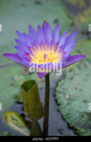 La floraison nénuphar dans le Kuala Lumpur Taman Orchid Orchid Garden Banque D'Images