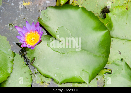 La floraison nénuphar dans le Kuala Lumpur Taman Orchid Orchid Garden Banque D'Images