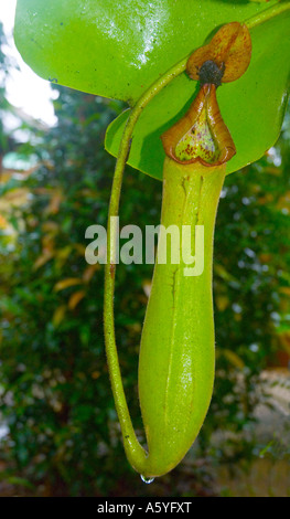 Nepenthes truncata sarracénie en Malaisie Banque D'Images