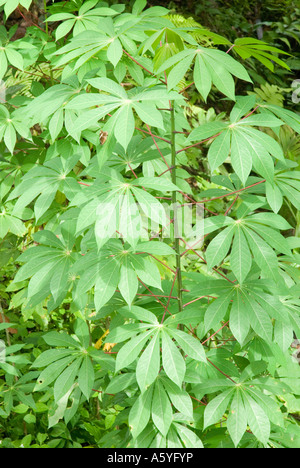 Feuilles de l'usine de tapioca également savoir que le manioc Manihot esculenta nom scientifique Banque D'Images