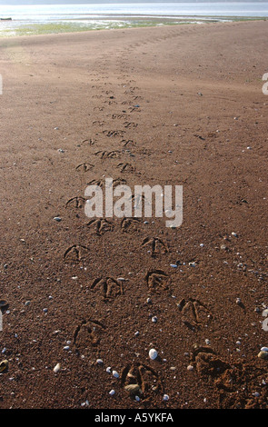 Les pistes d'oiseaux dans la région de sand at beach Banque D'Images