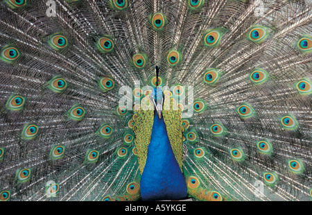 Close-up of peacock afficher tail feathers Banque D'Images