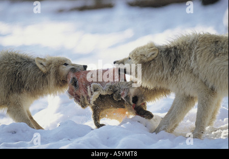 Deux le loup arctique (Canis lupus arctos) de se quereller pour des proies dans la neige, Merzig, Allemagne Banque D'Images