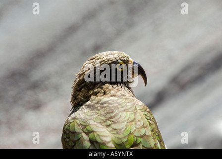 La Nouvelle Zélande Nestor Notabilis Kea perroquet alpin Banque D'Images