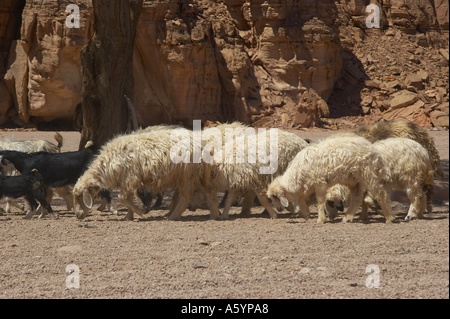 moutons dans le désert Banque D'Images