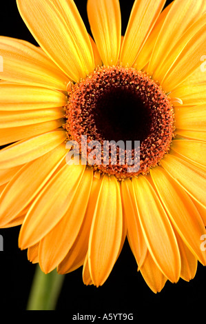 Gerbera Orange Flower Banque D'Images