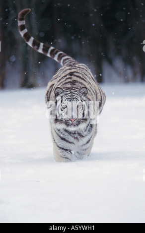 Tigre Blanc Panthera Tigris Fonctionnant Dans La Neige Photo Stock Alamy