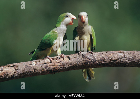 Deux perruches moine (Myiopsitta monachus) perching on branch, Mato Grosso, Brésil Banque D'Images